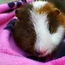 cherrymuffin
