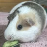 tillyspiggies27