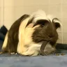 TheMinionPiggies