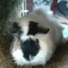 piggylads