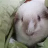 Wabbs