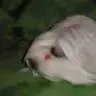 alan