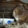 Hamishsmum
