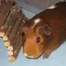 DanBear