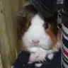 bambi