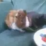 Piggy&Chewy