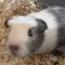 ribjinns