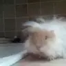 FrizzyGuineas