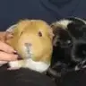 whiskypig