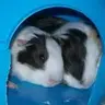 willow_pigs