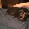 Buddy