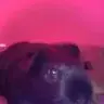 Mani