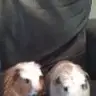 Guinea-wiggles