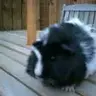 guineapigs123