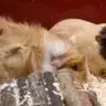 FluffSqueak