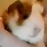 guineapigglemad