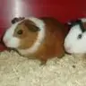 guineapigz