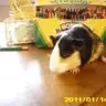 usa_gpiggy