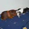 piggywiggywoos