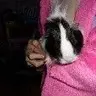Lottie