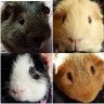 Cute_Guineapigs