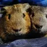 Piggles2810