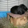 rabbitapril