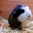 poppypig