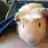 FitzPiggy