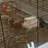 cochondinde