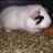 Joost