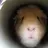 Piggie Poo