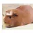 Fortheloveofpig