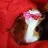 GuineaPigGrammy