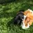 Cavy_lover_28