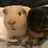 piggeez