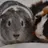 LadyGuineaPig
