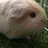 Piggies101