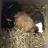 guineapiggooos