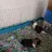 PiGgiEsGalOre14