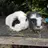 Guineapigsteve