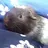 Guineapig10