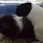 LeMiniPiggie
