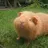 GuineaPigs2509