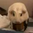 GuineaPigs808