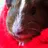 Chocbee