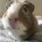 Piggielover5