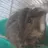 Guniea pig lady