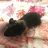 Lulutheguineapig