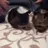 Guineapigfriendly